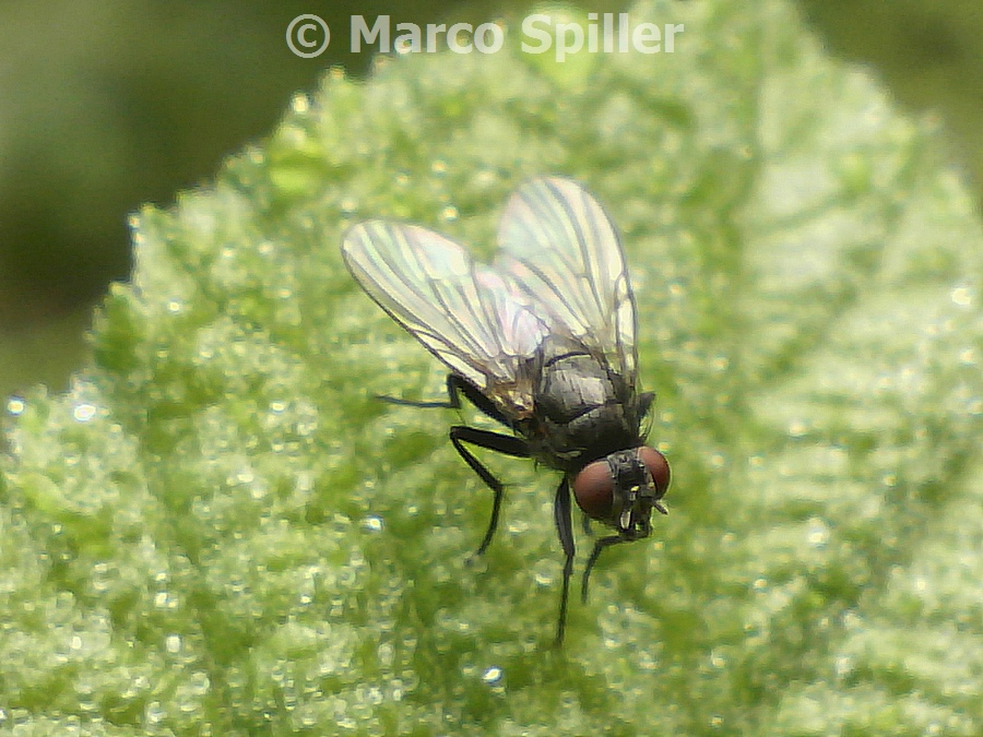 Mosca scura da identificare